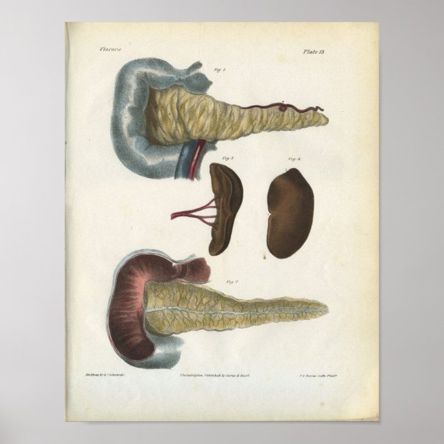 Pancreas Spleen Vintage Anatomy Print (Front)