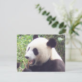 Panda (Standing Front)