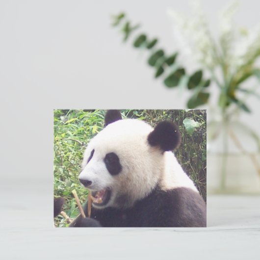 Panda (Standing Front)