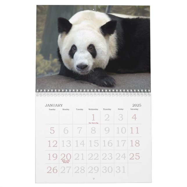 panda117, Giant Panda Bears Calendar (Jan 2025)