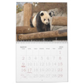 panda117, Giant Panda Bears Calendar (Mar 2025)