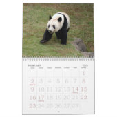 panda117, Giant Panda Bears Calendar (Feb 2025)