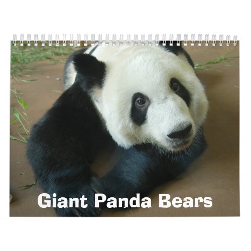 panda118 Giant Panda Bears Calendar