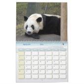 panda118, Giant Panda Bears Calendar (Feb 2025)