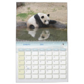 panda118, Giant Panda Bears Calendar (Jan 2025)