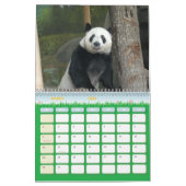 panda118, Giant Panda Bears Calendar (Mar 2025)