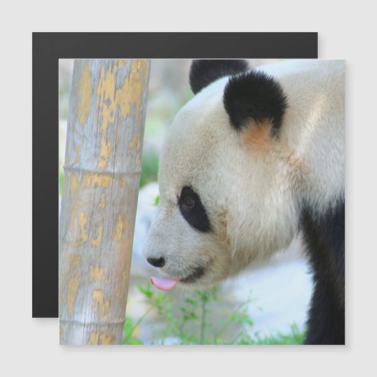 Panda20170502_by_JAMFoto (Front/Back)