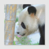 Panda20170502_by_JAMFoto (Front)