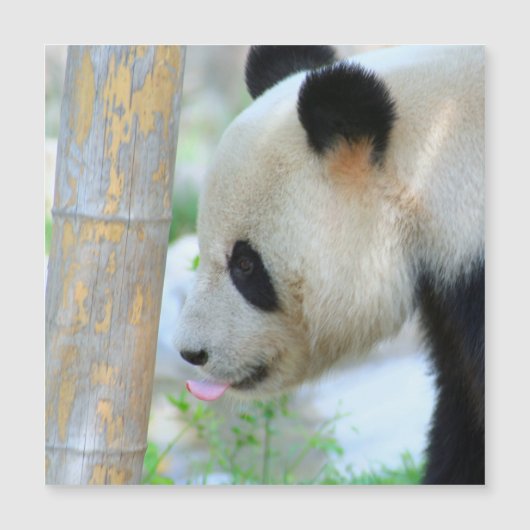 Panda20170502_by_JAMFoto (Front)