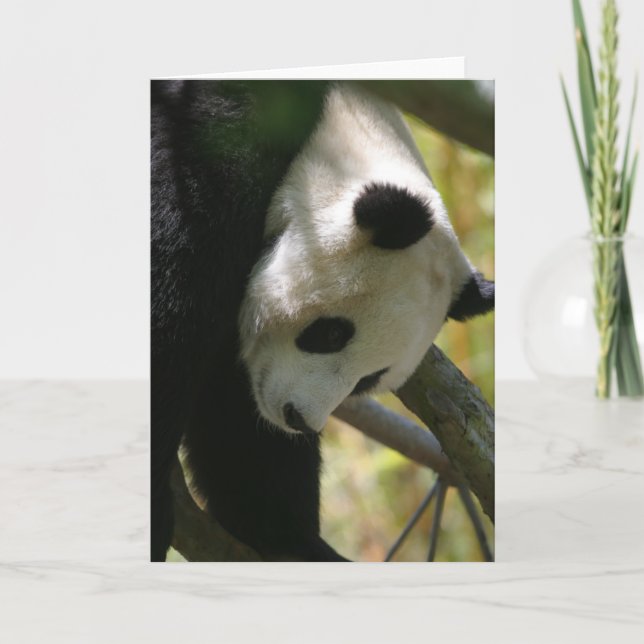 Panda #1 card (Front)