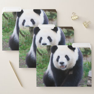 Panda_20190301_by_JAMFoto File Folder