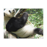 Panda and Bamboo Postcard