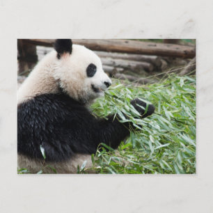 Panda and Bamboo Postcard
