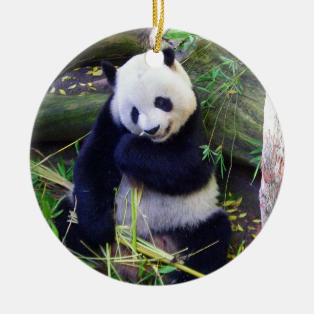 Panda at the San Diego Zoo Ceramic Ornament (Front)