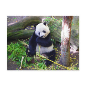 Panda at the San Diego Zoo Postcard