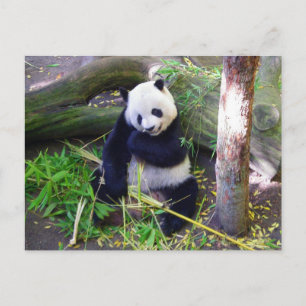 Panda at the San Diego Zoo Postcard