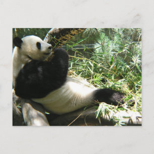 Panda at the San Diego Zoo Postcard