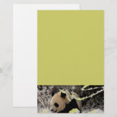 Panda Bear (Front/Back)