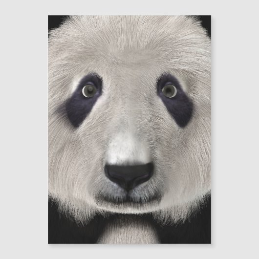 Panda Bear (Front)