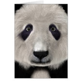 Panda Bear (Front)