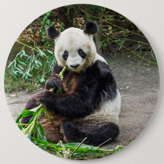 Panda Bear 1 Pinback Button