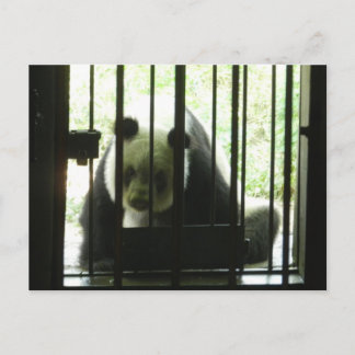 Panda Bear Behind Bars Postcard