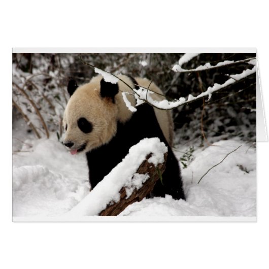 Panda Bear Cards (Front Horizontal)