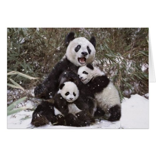 Panda Bear Cards (Front Horizontal)