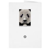 Panda Bear Cards (Back)