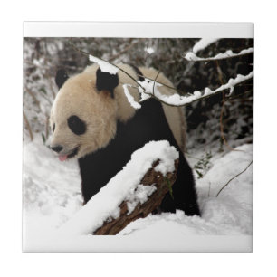 Panda Bear Ceramic Tile