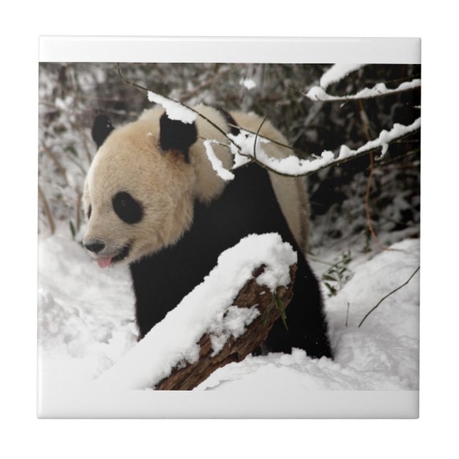 Panda Bear Ceramic Tile (Front)