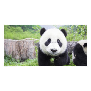 Panda Bear closeup Card