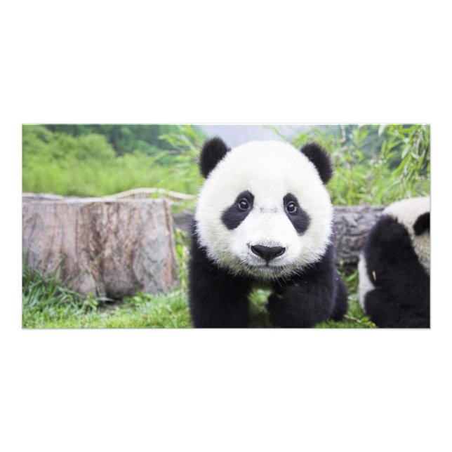 Panda Bear closeup Card (Front)