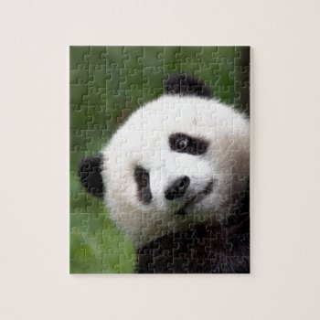 Panda Bear Cub Jigsaw Puzzle by CarsonPhotography at Zazzle