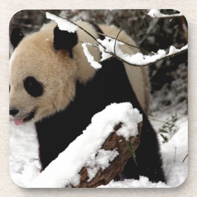 Panda Bear Drink Coaster (Front)