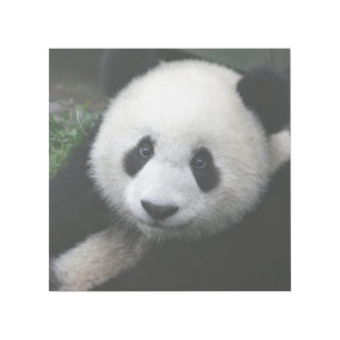 PANDA BEAR GALLERY WRAP 12X12