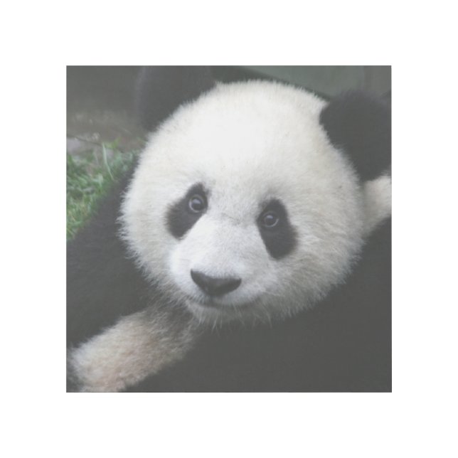 PANDA BEAR GALLERY WRAP 12X12 (Front)