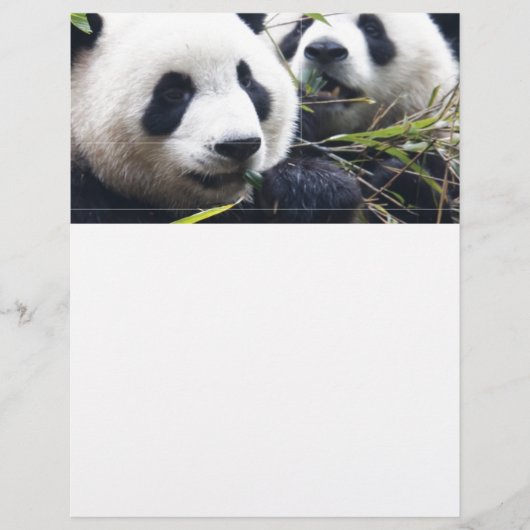 Panda Bear Hugs (Front)