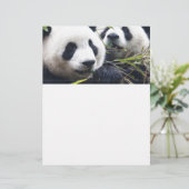 Panda Bear Hugs (Standing Front)