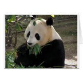 Panda Bear Hugs (Front Horizontal)