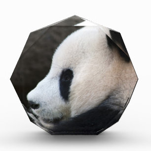 Panda Bear Hugs Acrylic Award