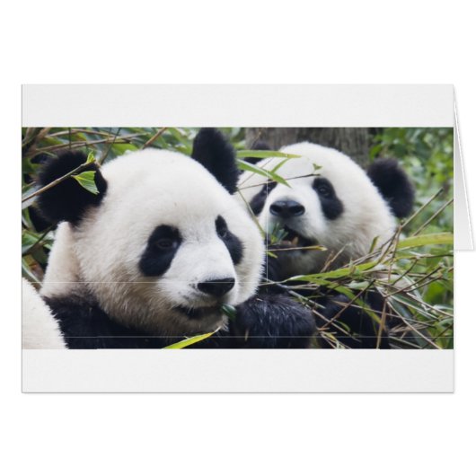 Panda Bear Hugs Cards (Front Horizontal)