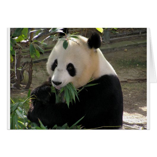 Panda Bear Hugs Cards (Front Horizontal)
