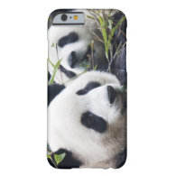 Panda Bear Hugs iPhone 6 Case