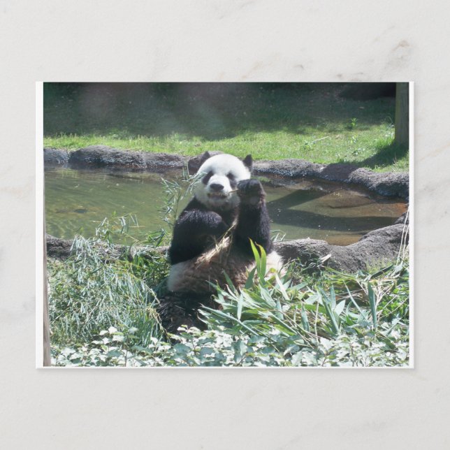 Panda Bear Memphis Zoo Postcard (Front)