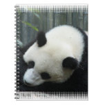 Panda Bear Notebook