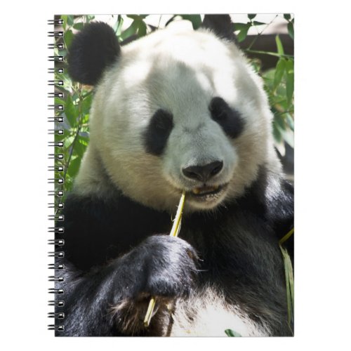 Panda Bear Notebook