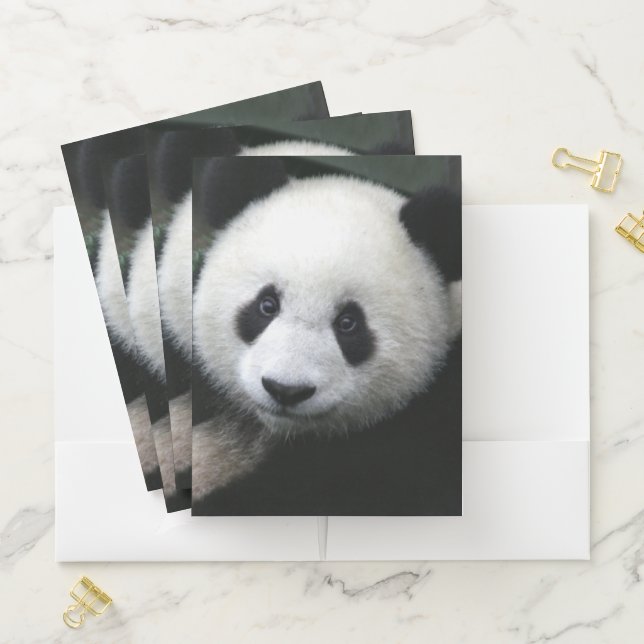 Panda Bear Pocket Folder (In Situ)