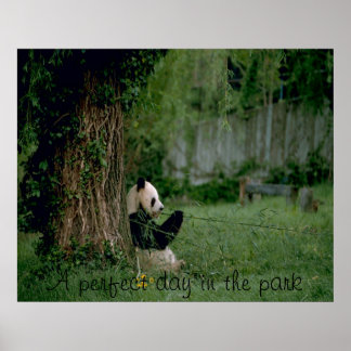 Panda bear poster print