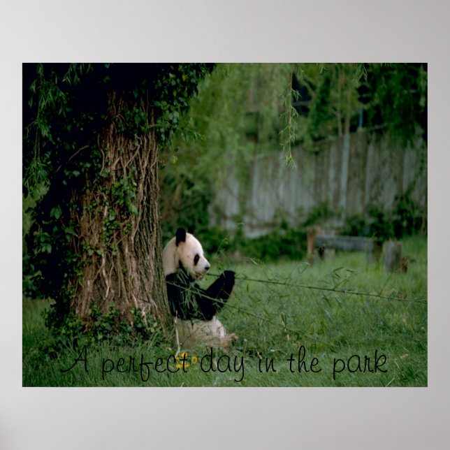 Panda bear poster print (Front)